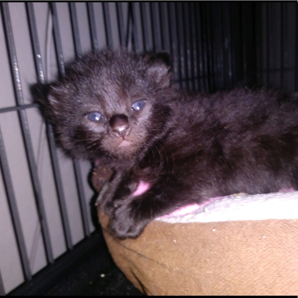 Meet your Posher, Taylor